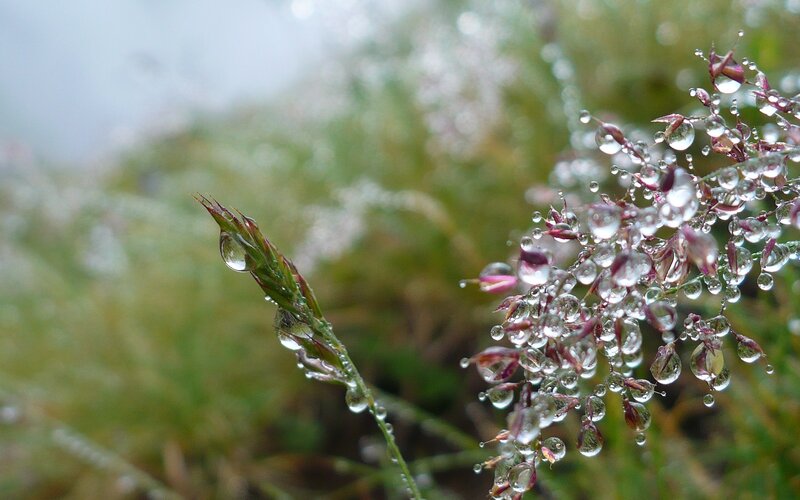 Grass with Water Droplets