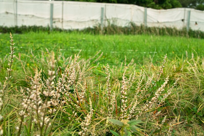 Grass with white flowers