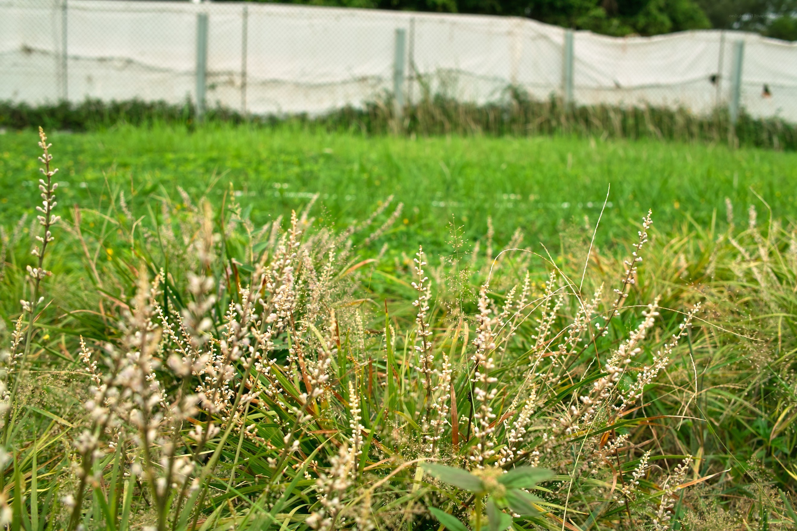 Grass with white flowers