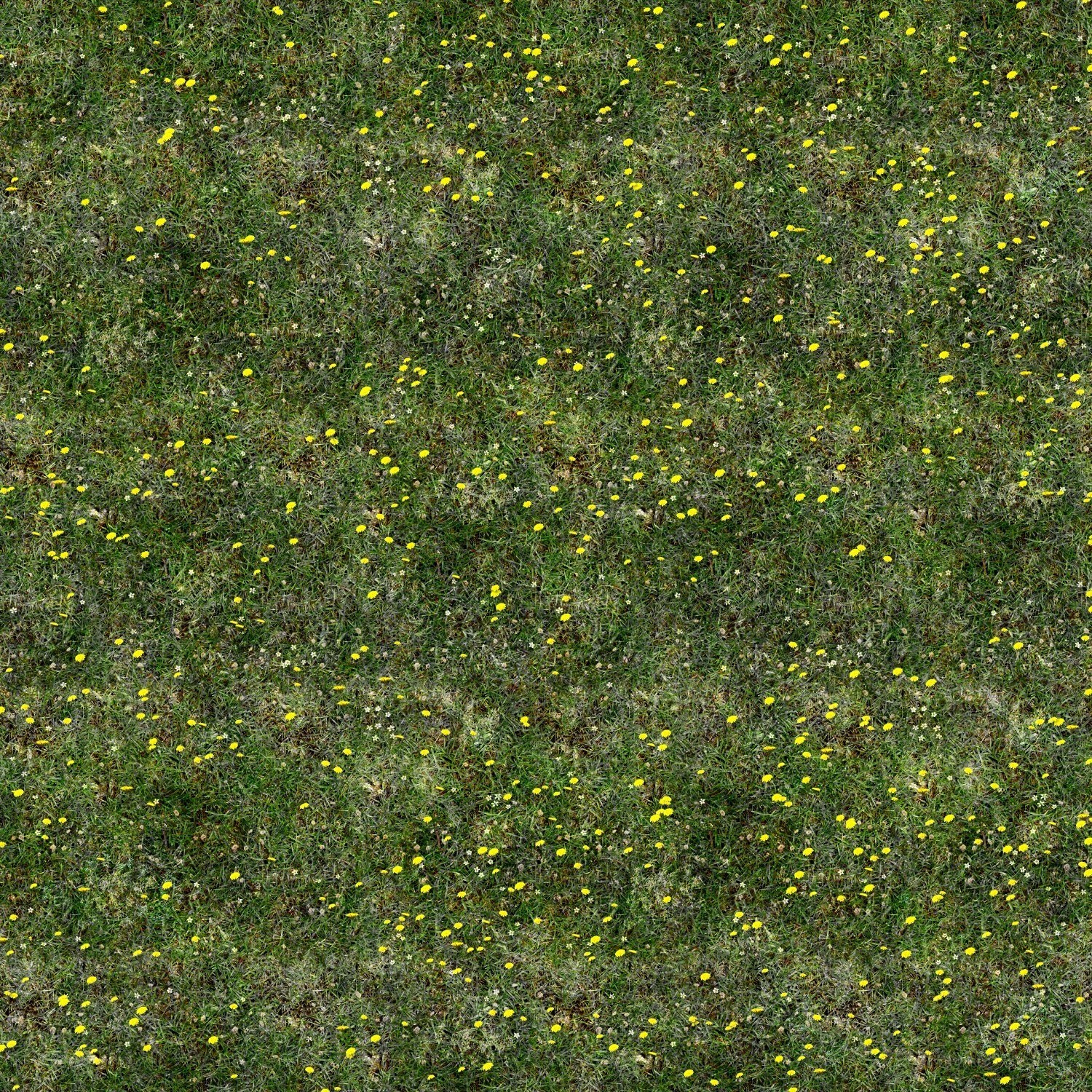 Grass with yellow flowers