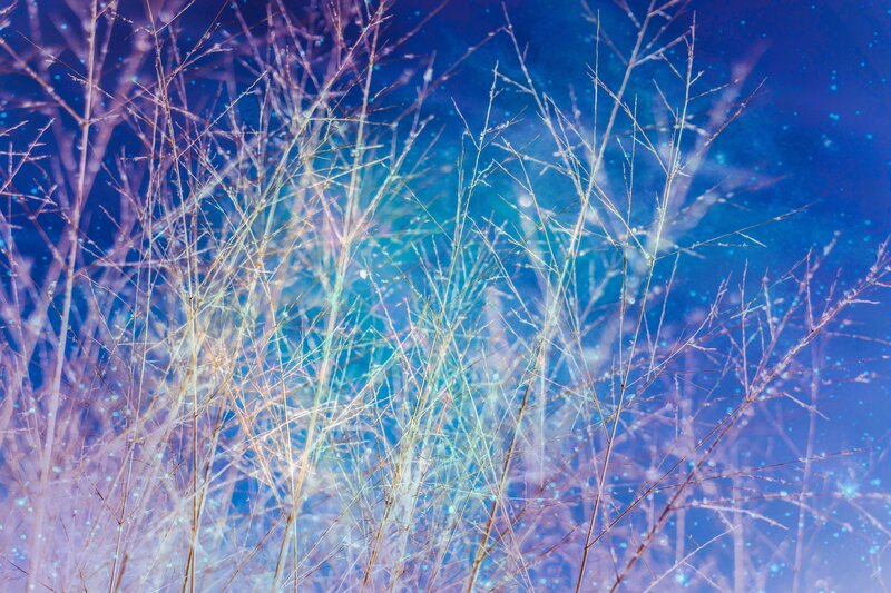 Grasses Against Blue Sky