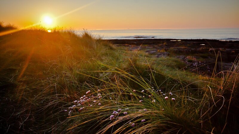 Grasses and Flowers on Beach