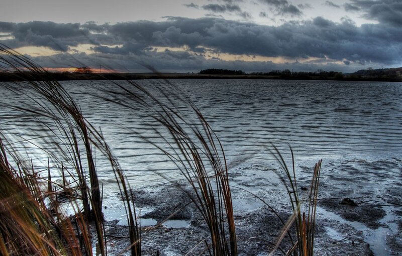 Grasses at Lake Edge