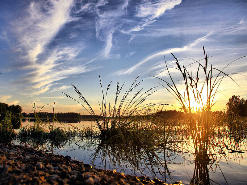 Grasses at Lake Shore