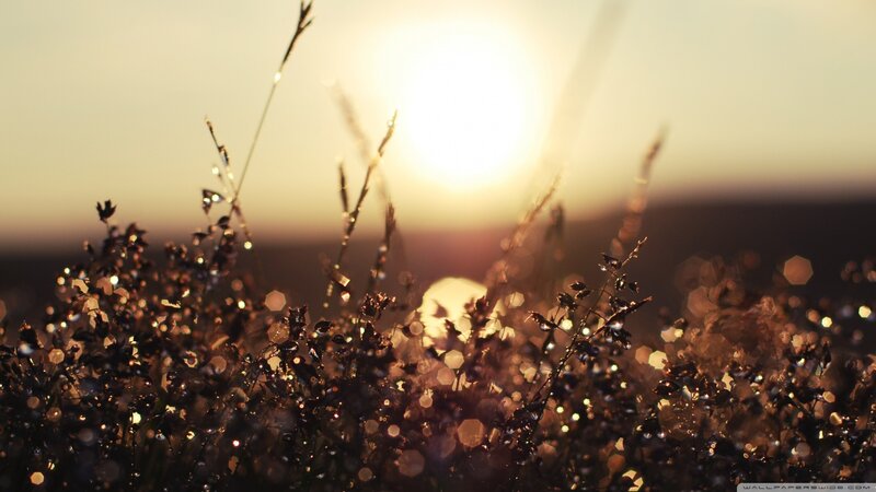Grasses at Sunset — Gold, Serene