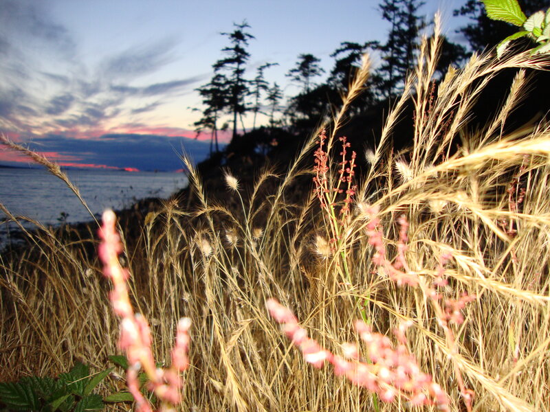 Grasses at Sunset — Gold
