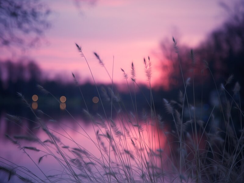Grasses at Sunset — Purple