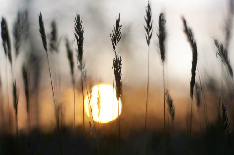 Grasses at Sunset — Yellow, Serene