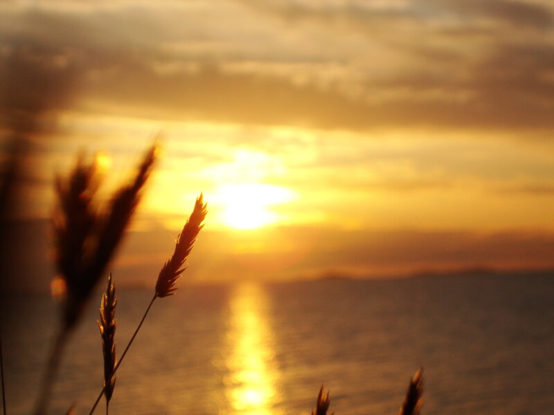 Grasses at Sunset — Yellow