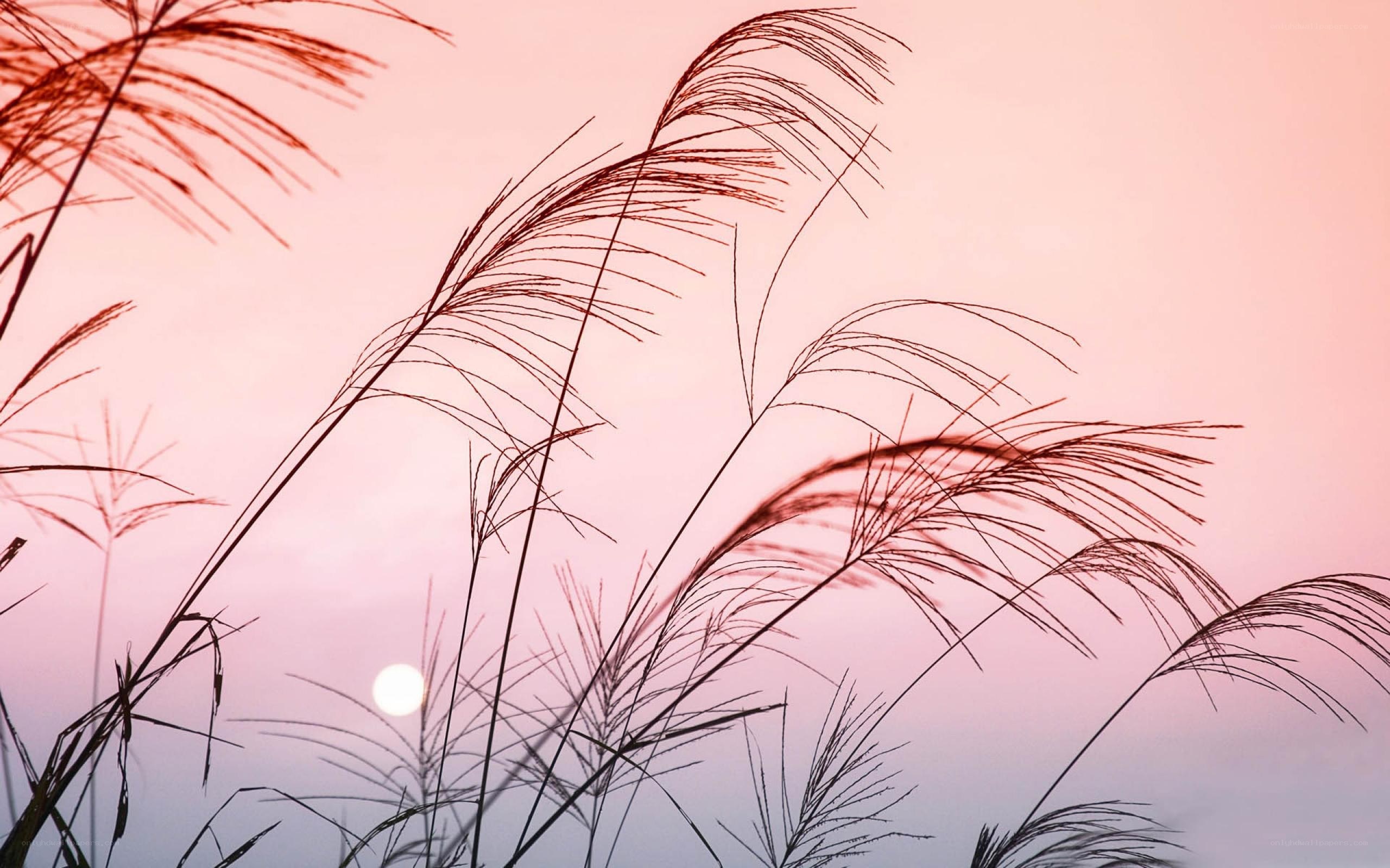 grasses at sunset