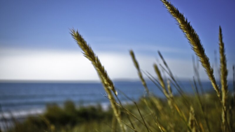 Grasses at the Beach — Blue