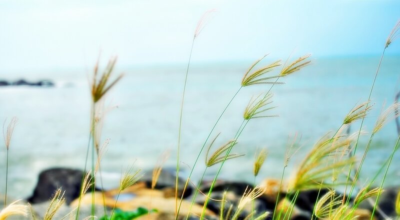 Grasses at the Seashore