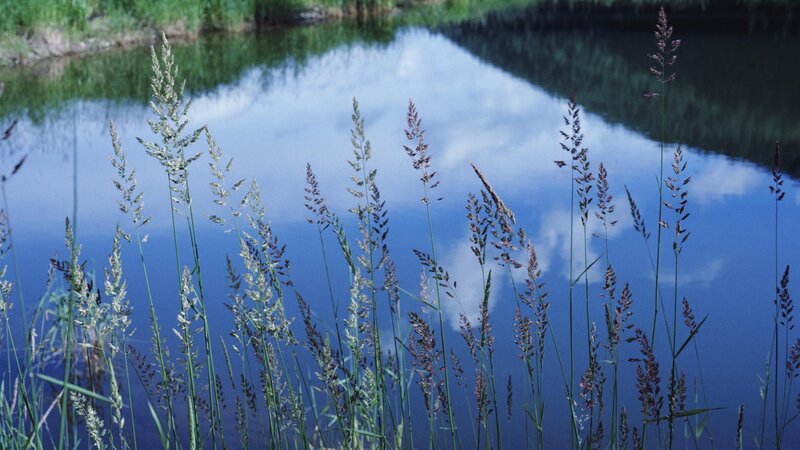 Grasses by a calm lake