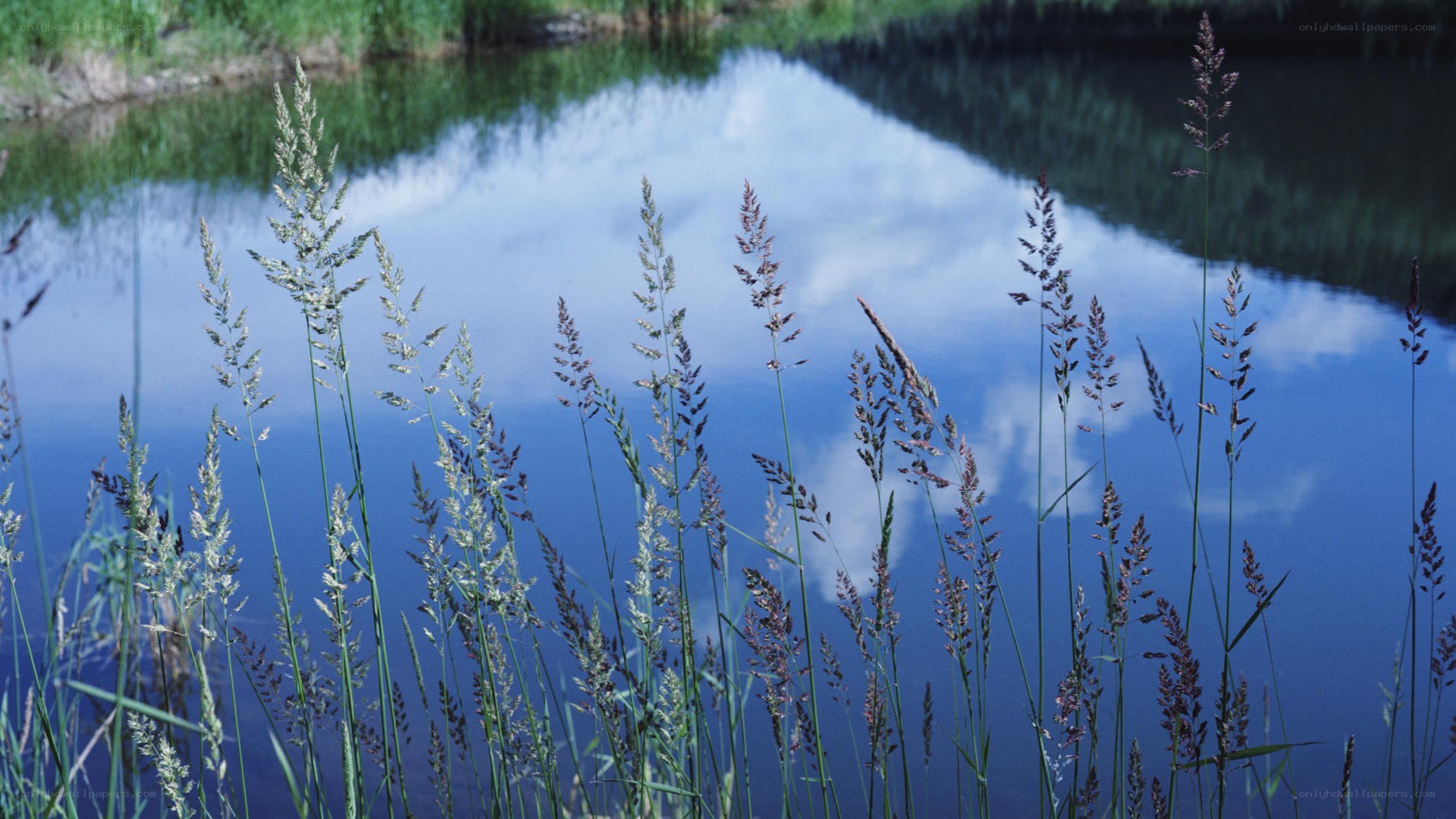 Grasses by a calm lake