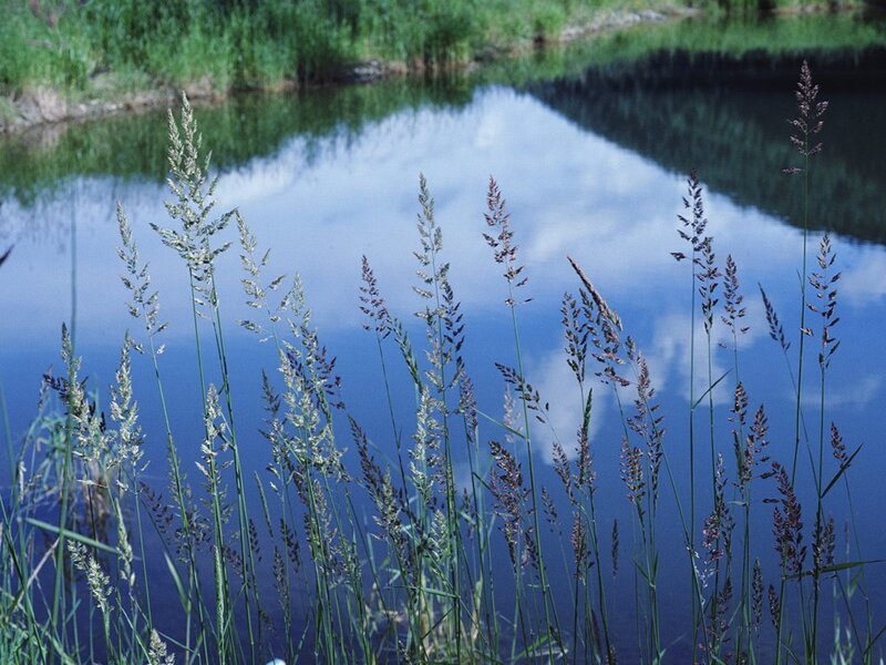 Grasses by a calm pond