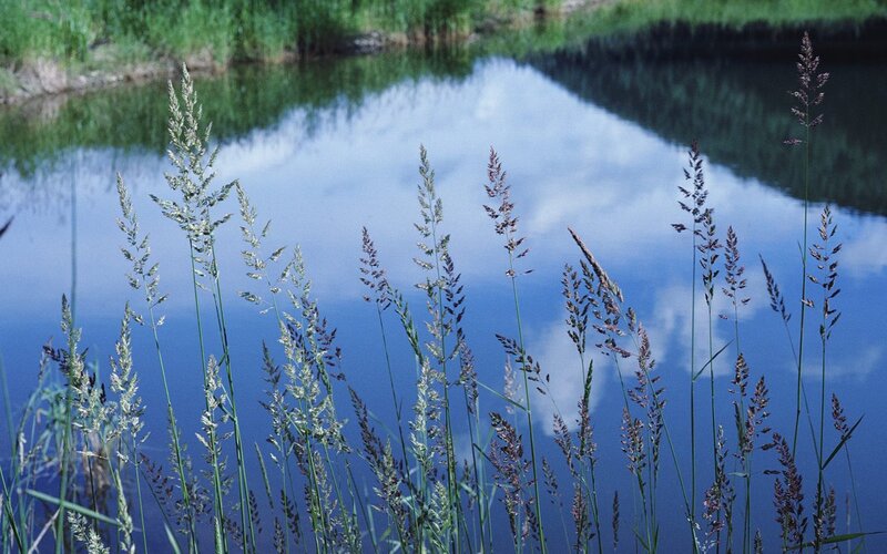 Grasses by a calm pond