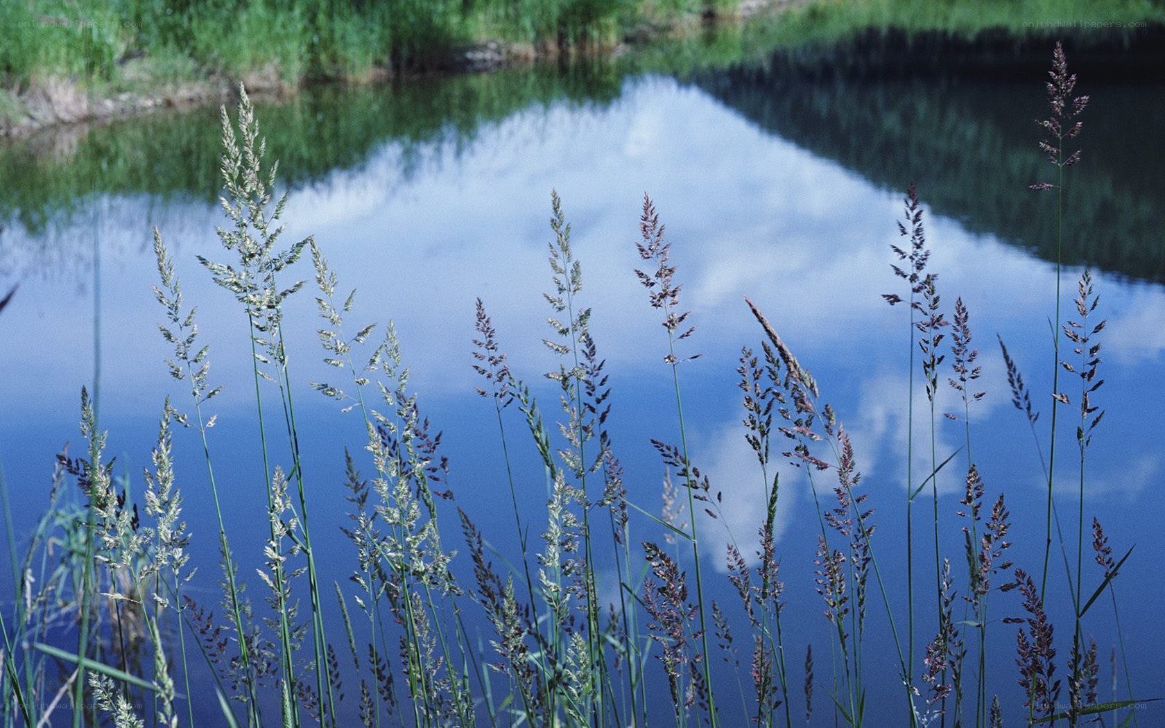 Grasses by a calm pond