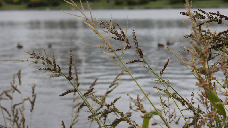 Grasses by Lake