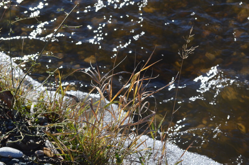 Grasses by Riverbank — Brown