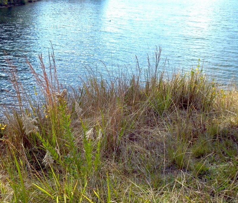 Grasses by Riverbank