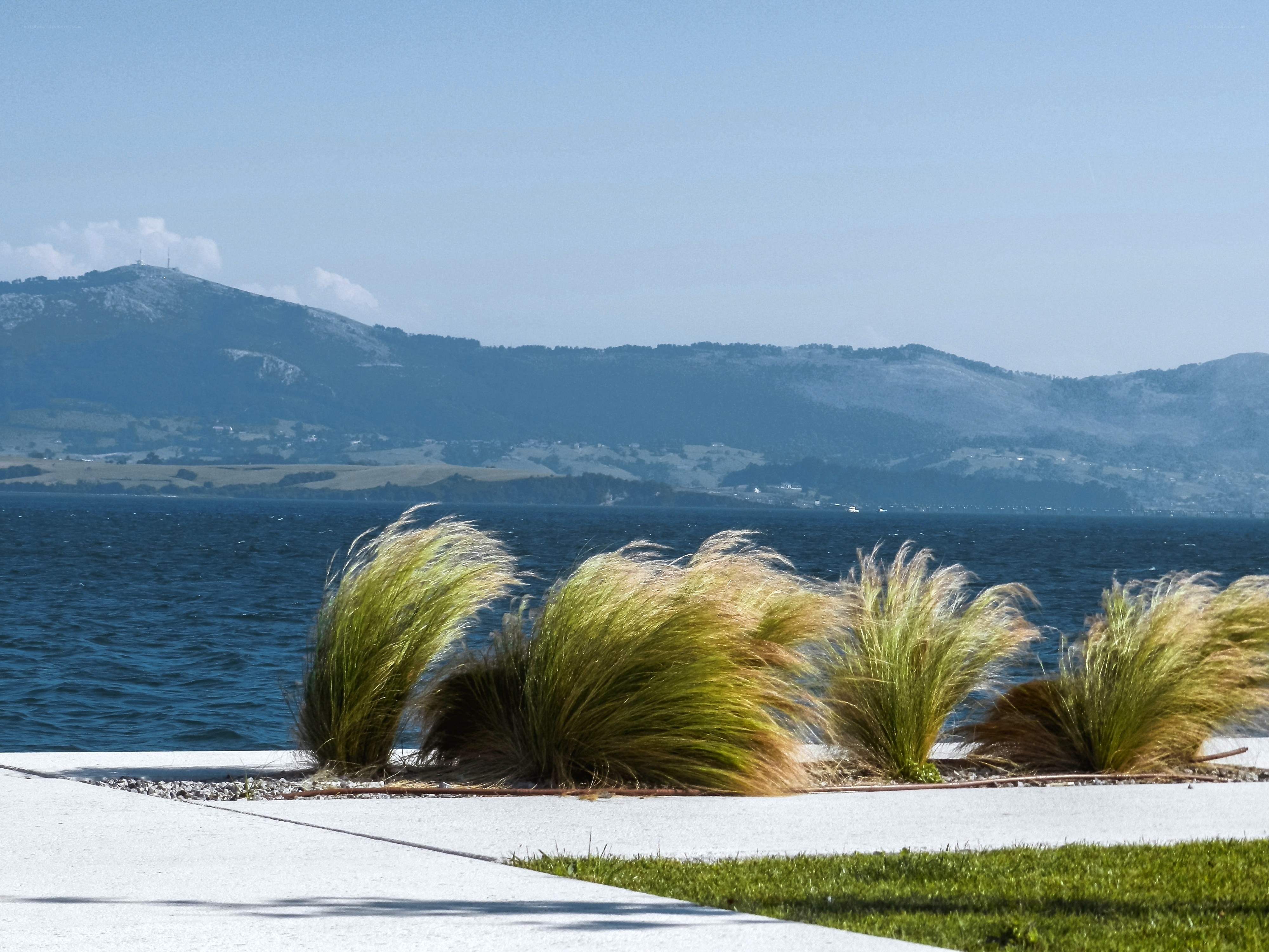 Grasses by the lake