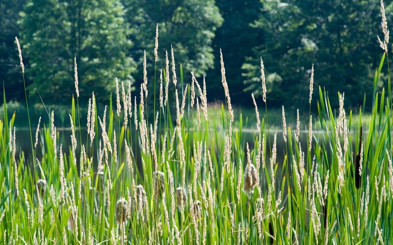 Grasses by the pond