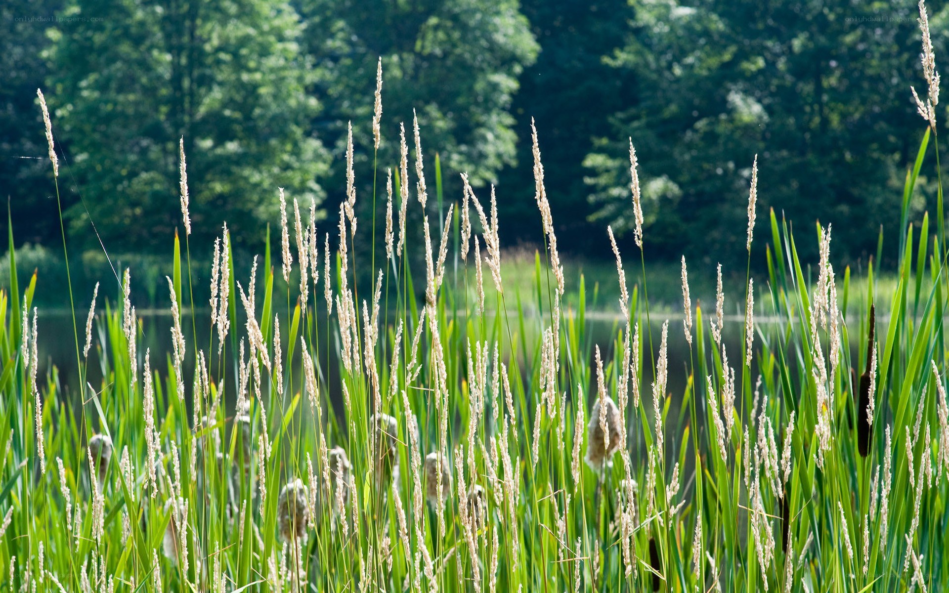 Grasses by the pond