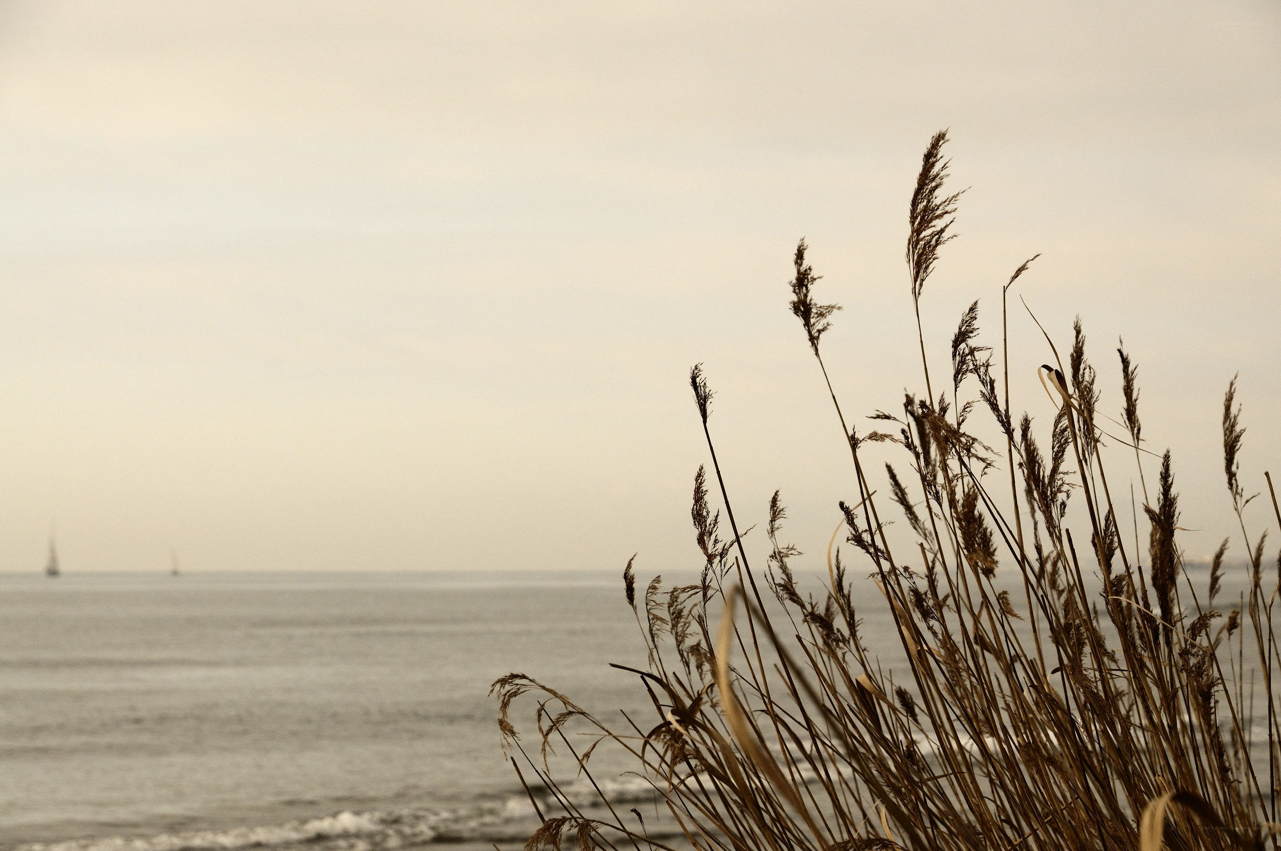 grasses by the sea