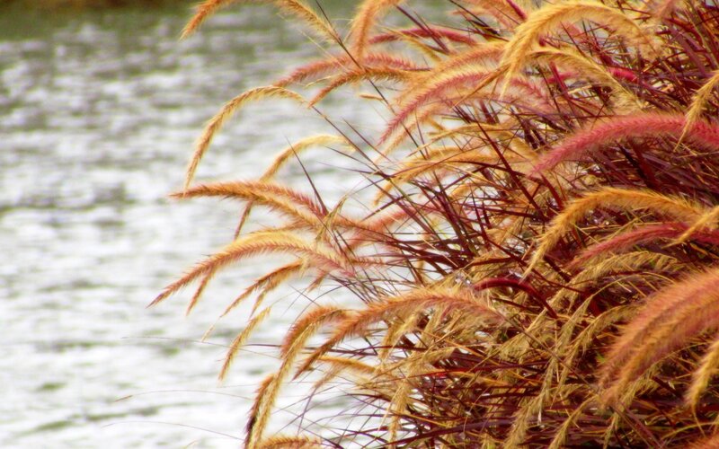 grasses by the water