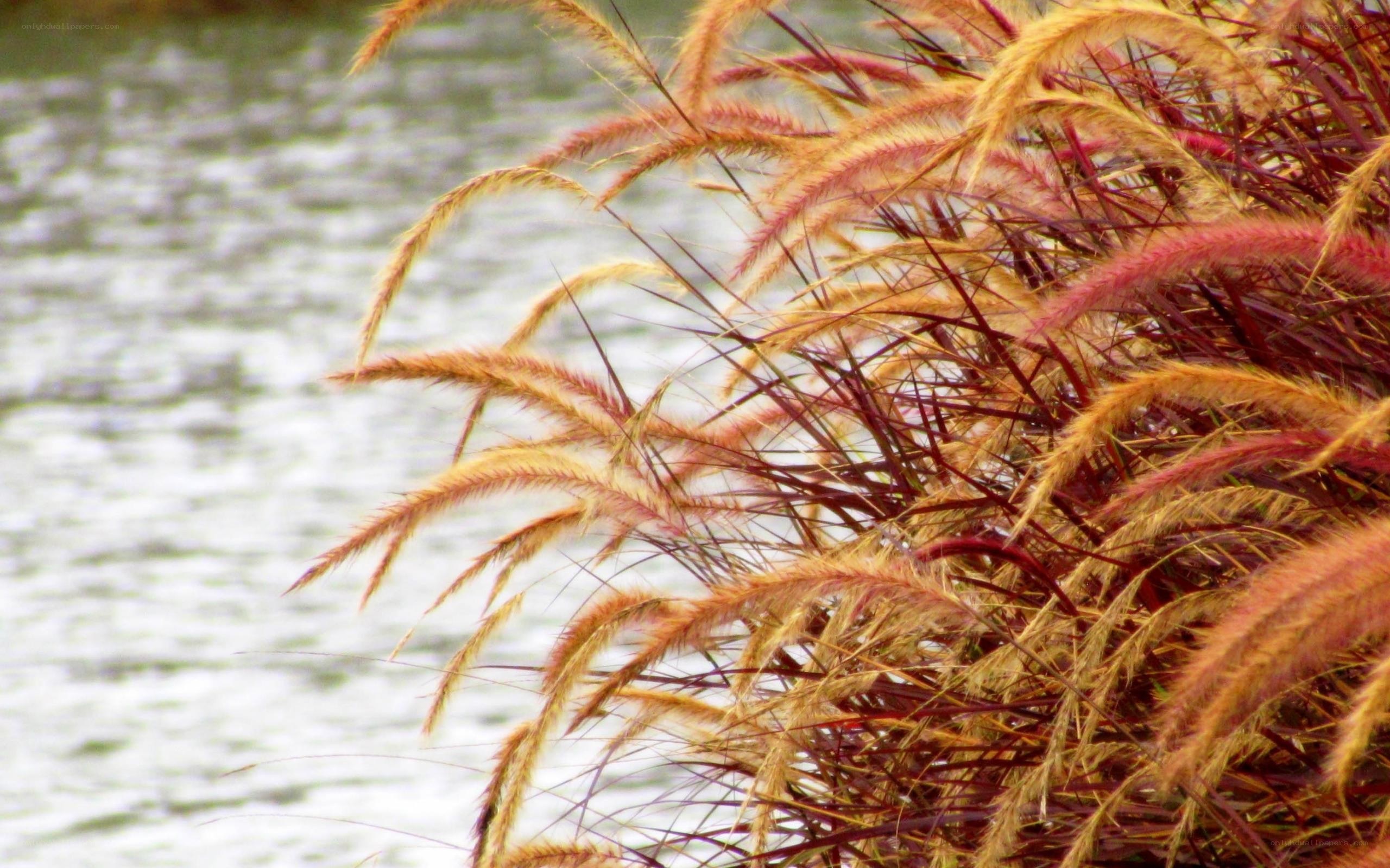 grasses by the water