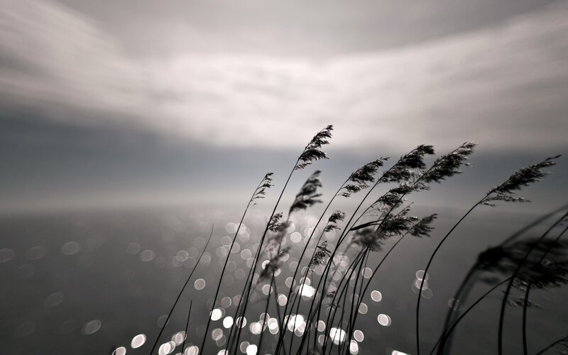 Grasses by Water — Gray