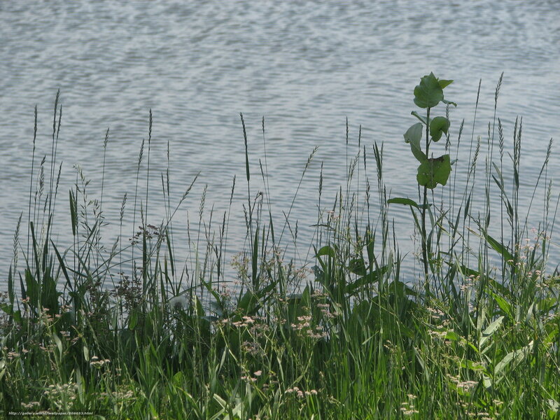 Grasses by Water