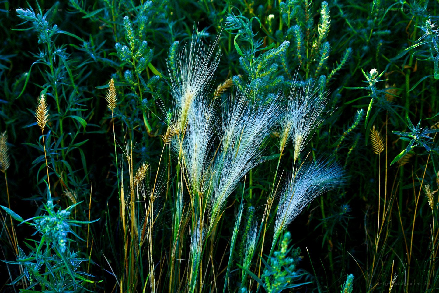 Grasses in a field