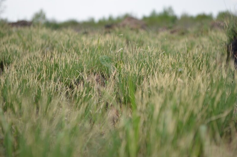 Grasses in a Field — Green, Calm
