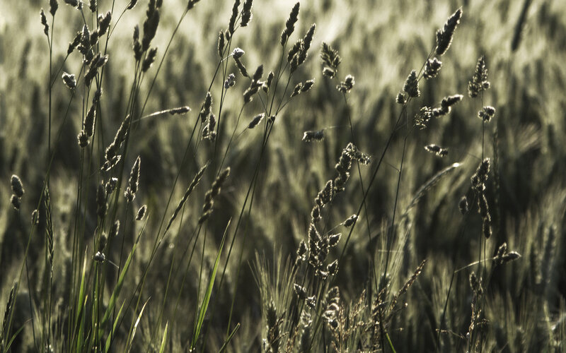Grasses in a Field — Green