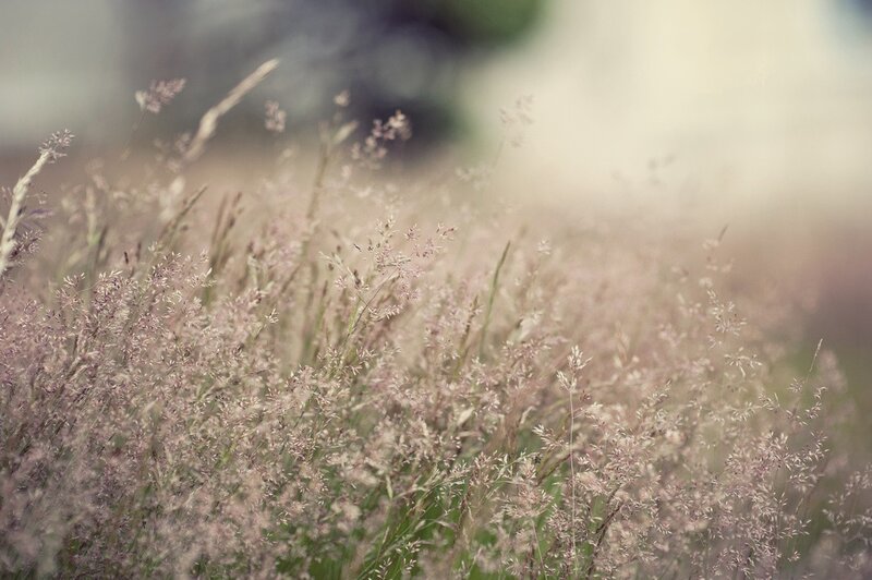 grasses in a field