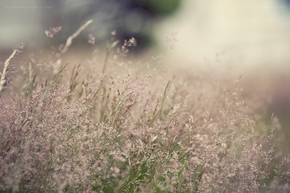 grasses in a field