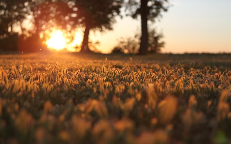 Grasses in Field at Sunset