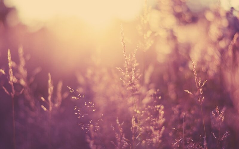 Grasses in Field — Purple