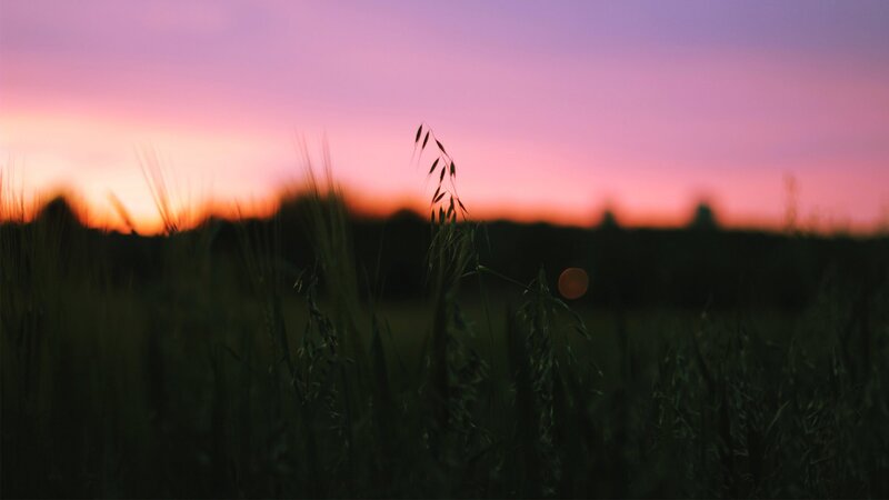 Grasses in Field