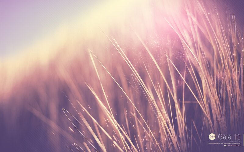 grasses in golden light