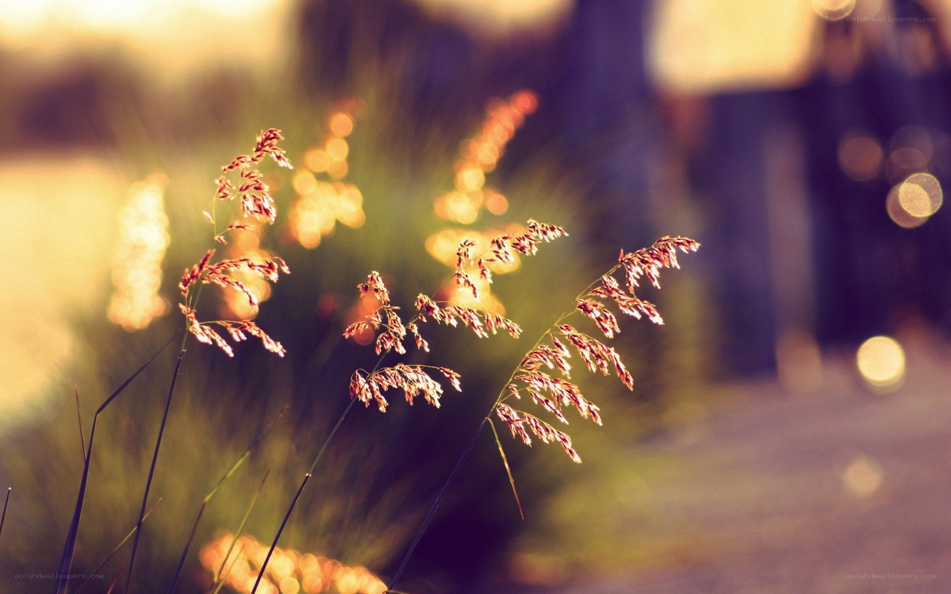 grasses in golden light