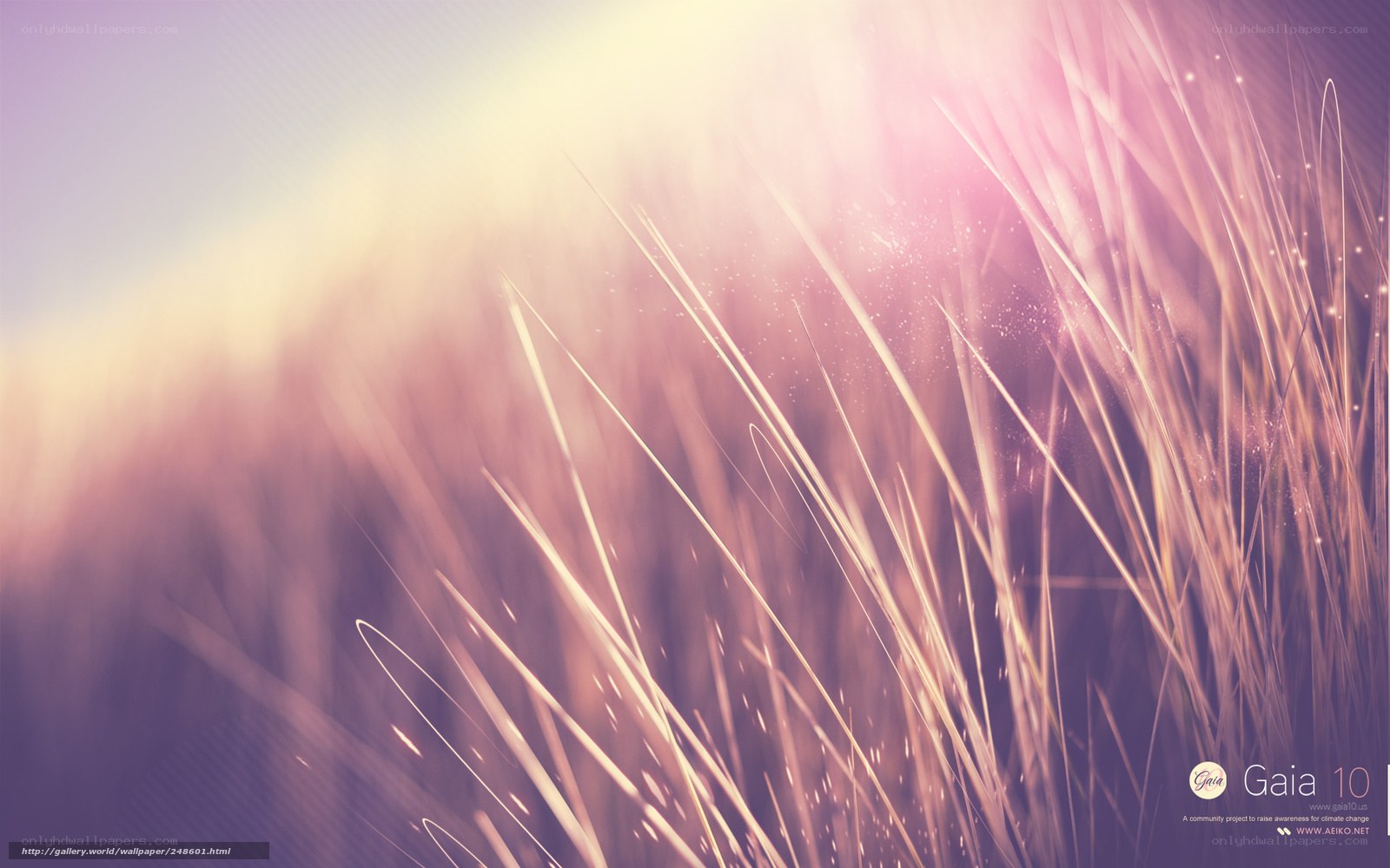 grasses in golden light