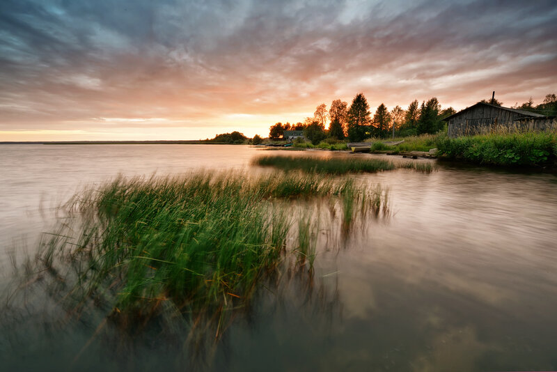 Grasses in Lake Water