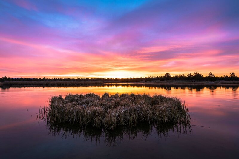 Grasses in Pond