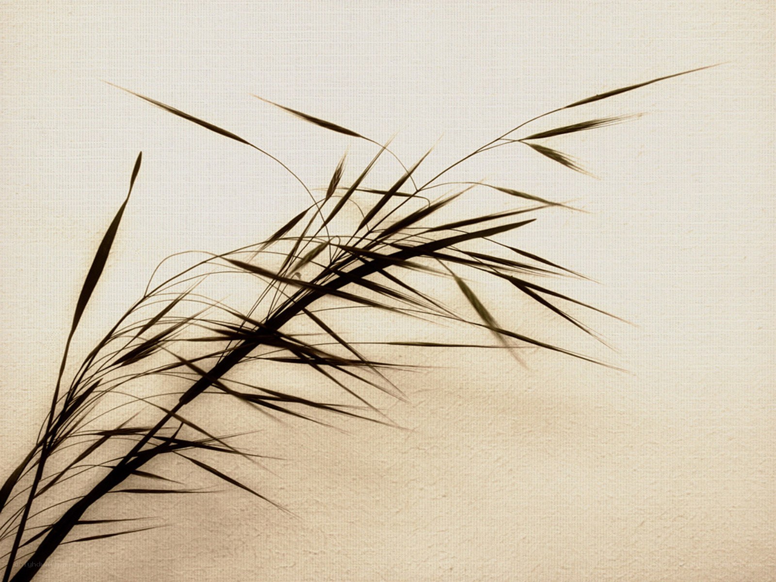 grasses in silhouette