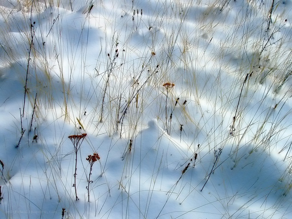 Grasses in snow