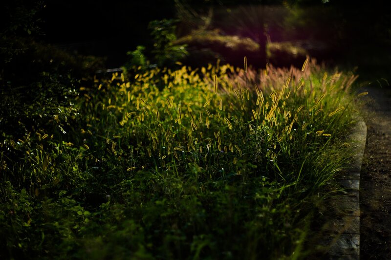 Grasses in Sunlight — Green, Dramatic
