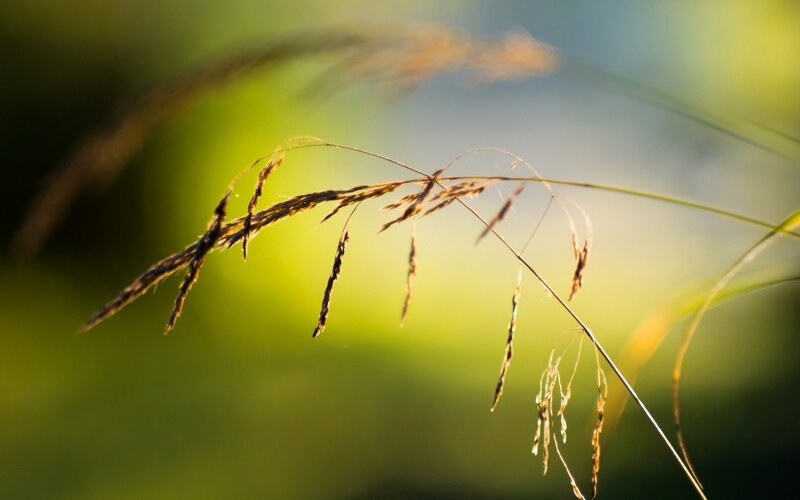 Grasses in Sunlight — Green