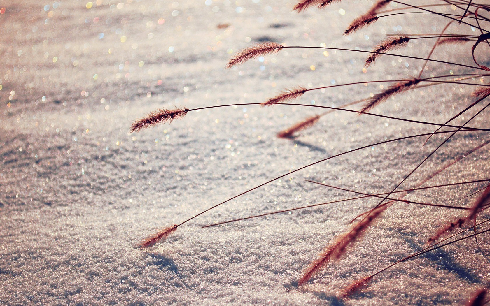 grasses in the snow
